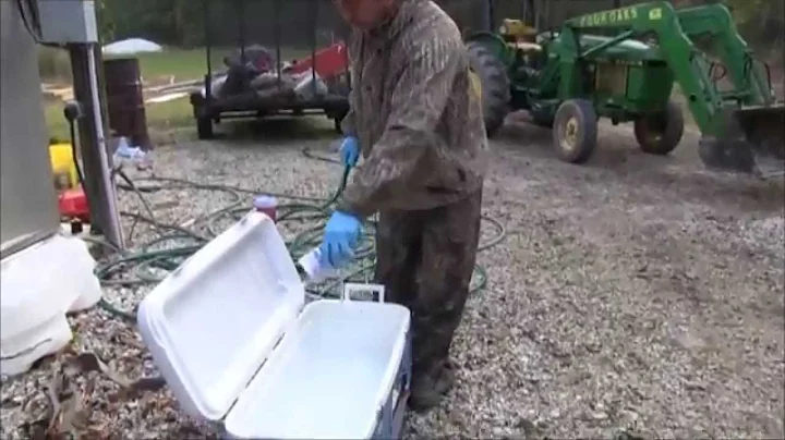 How to Field Dress Wild Pigs: Quick Tailgate Method