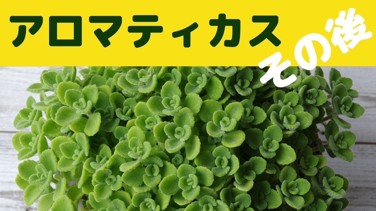 アロマティカスの植え替えと挿し芽 ミントの香りのハーブ アロマティカス Youtube アロマティカスの植え替えと挿し芽 ミントの香りのハーブ アロマティカス Youtube