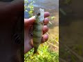А была надежда на крупного окуня #fishing #рыбалканаозере #спиннинг #окунь