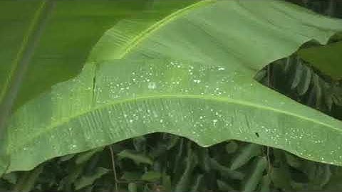 تلاوة رائعة |للشيخ عبد الباسط عبد الصمد |سورة فاطر