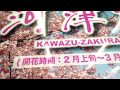 Kawazu Sakura Cherry Blossom Festival 2018
