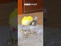 【鳥Part281】食後の眠気に抗えないインコ #鳥 #birds #parrot #かわいい #インコ