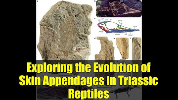 Exploring the Evolution of Skin Appendages in Triassic Reptiles