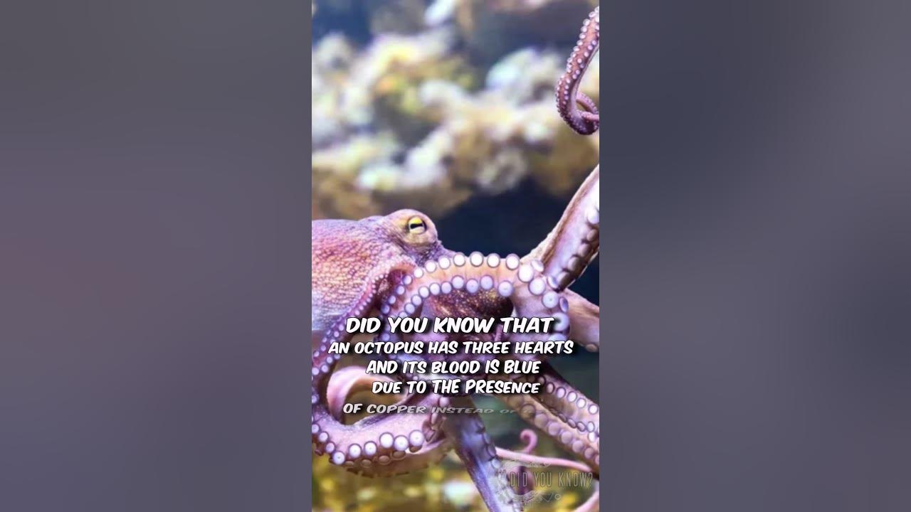Amazing Octopus Fact 3 Hearts & Blue Blood! 🐙 Mind Blowing Animal