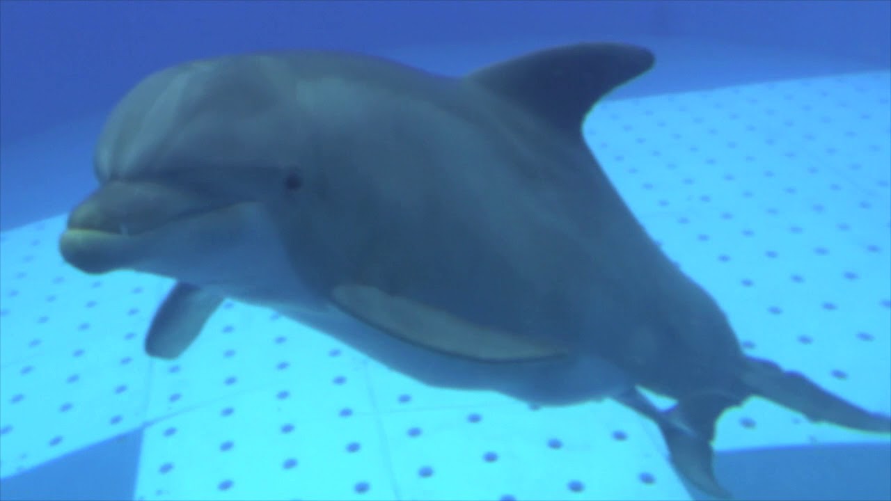 Zoomarine, nasce un cucciolo femmina di delfino: concorso per il nome