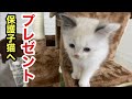 人と犬と猫 スキンシップで愛情と絆を強くしていく【保護子猫にキャットタワープレゼント】