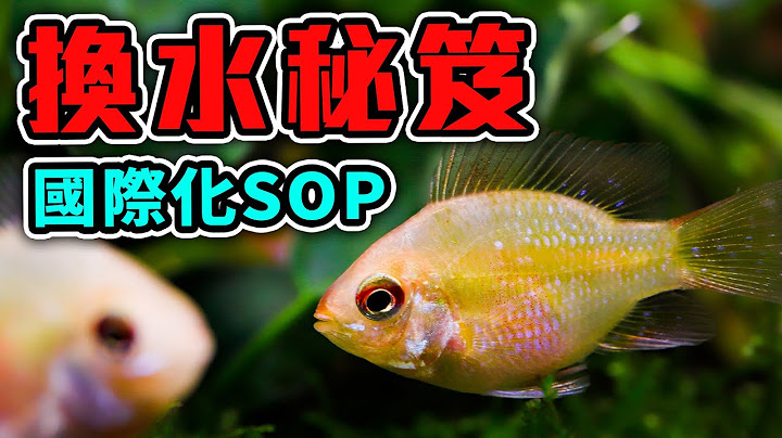水族館私藏的換水秘訣！三大元素一次大公開！ - 天天要聞