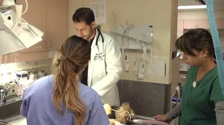 Take Paws: Emergency Pet Care with Jason Horgan, DVM