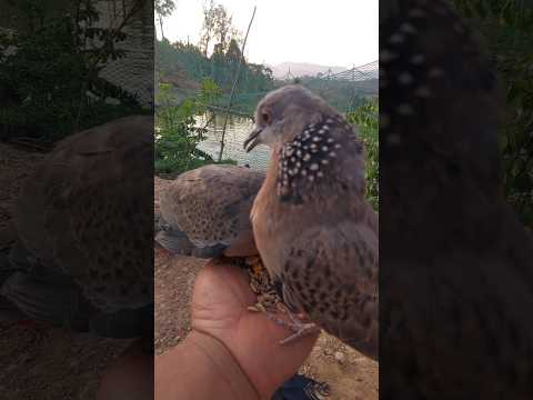 ☆ Cu gáy Tây Bắc 1779💞🕊️👍 | #shorts