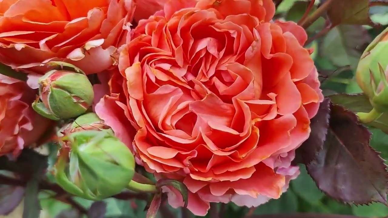 Троянди 2025 28 червня 3 Частина4