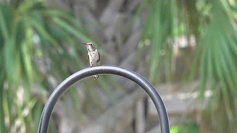 Texas community welcomes charming hummingbirds during fall migration