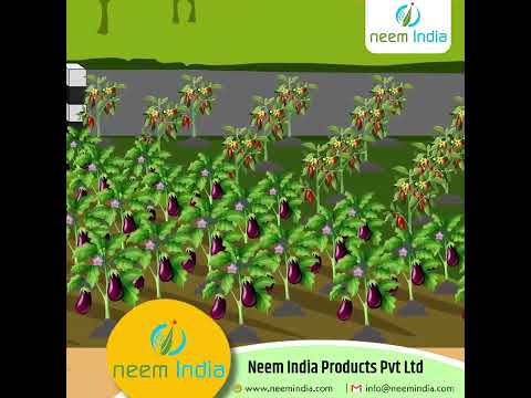 Video: Co je azadirachtinový insekticid: použití neemového oleje a azadirachtinu k hubení škůdců