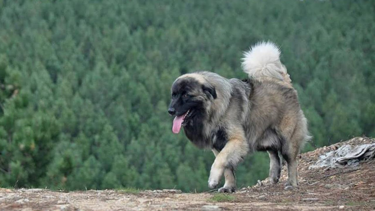 DANGEROUS? THE GIANT ESTRELA MOUNTAIN DOGS - YouTube