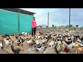 600 free range desi poultry farming by hitesh