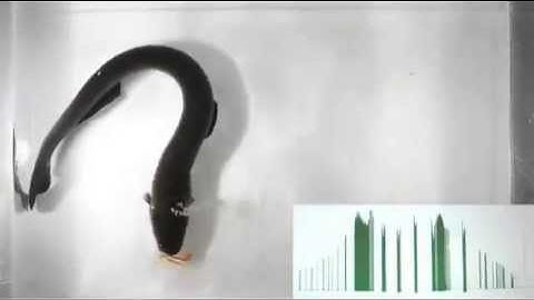 Electric eels curl up to supercharge shocks