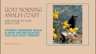 STORMY SUNDAY MORNING WALK & HOW WE RELOCATED THE OLD GOAT TIBERIO | Goat Morning Amalfi Coast Ep. 6