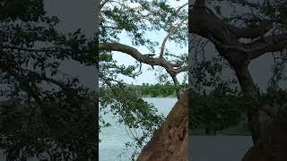 Santuario de la iguana en Tuxpan Veracruz