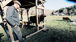 Mama Cow Rejects Calf, So Far