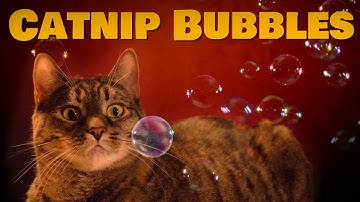 CATNIP BUBBLES by Trixie | One Cat One Toy One Minute Review