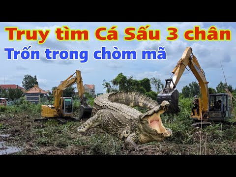 Chấn động Cá