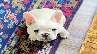 Funny and Cute French Bulldogs Videos Compilation! by SPARKLE PETS 415 views 3 years ago 5 minutes, 13 seconds