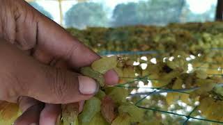 बेदाणा शेड | agroindia | 7/12 agricultural information | agriinformation | Sandeep | YouTube |