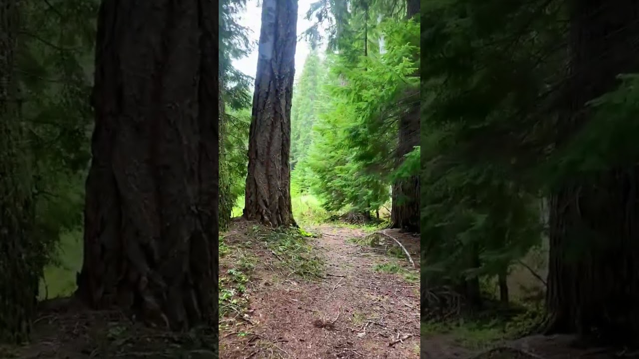 The Road Less Traveled: Upper Rogue River Trail No. 1034