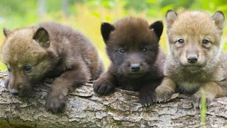 The Obsidian Hydra L Room Tour