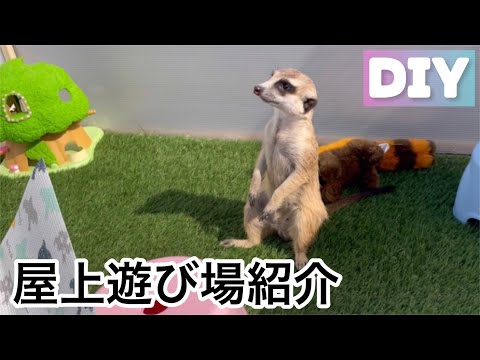 【DIY】屋上にミーアキャットの遊び場を作ってみた！翌日○○が寝ててビックリ！