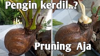 cara membuat kerdil daun bonkla#bonsaikelapa #cocobonsai #kelapaukir #pruning #kelapagading
