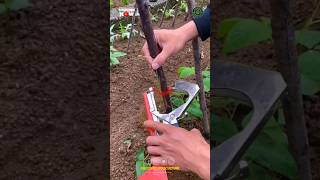 Plant Vine Tying Machine / Trellis Binding Machine #shorts
