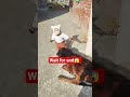 cute #babyboy #reels #viral #video #shorts #share #mychannel #maa beta family vlogs