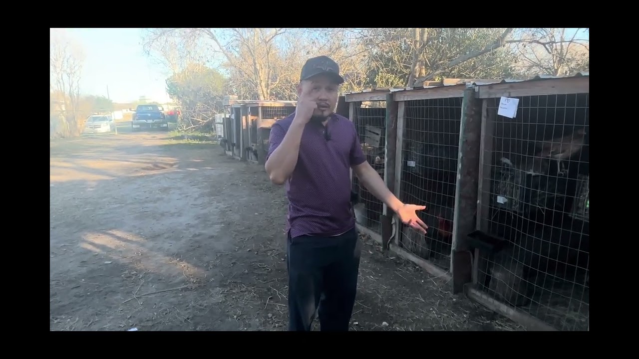 Proceso de gallinas culecas 