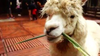 Alpaca Eatting 草泥馬(羊駝) 吃草療癒系草泥馬