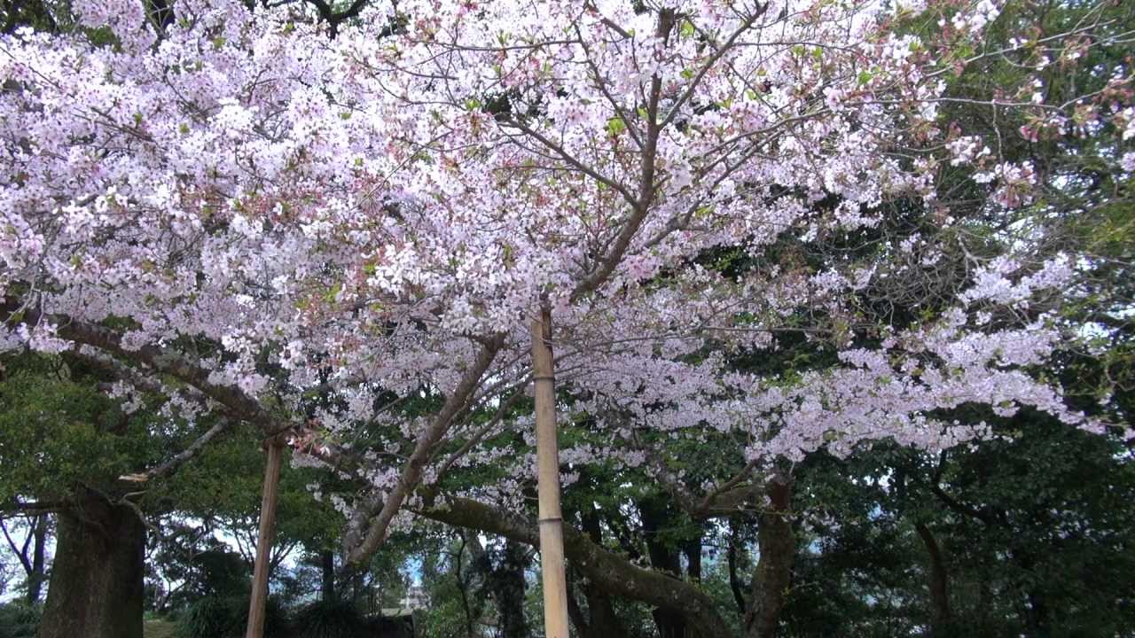 Hanami (Cherry Blossom Flower Picnic Party!) Ehime Japan YouTube
