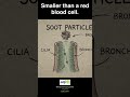 PM2.5 is smaller than a red blood cell — and your nose can't stop it #Shorts
