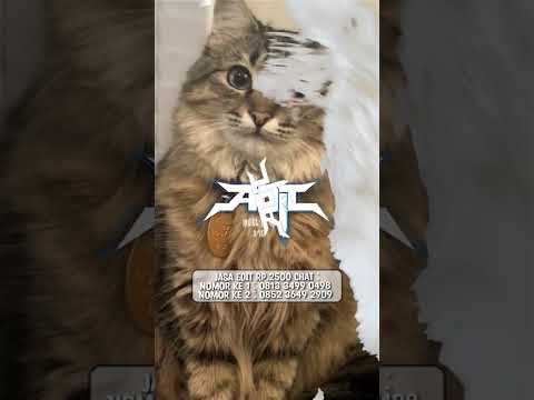 JEDAG JEDUG BOBOIBOY // DJ KANDA JAUH DISANA #boboiboy #jjkane #jjalightmotion