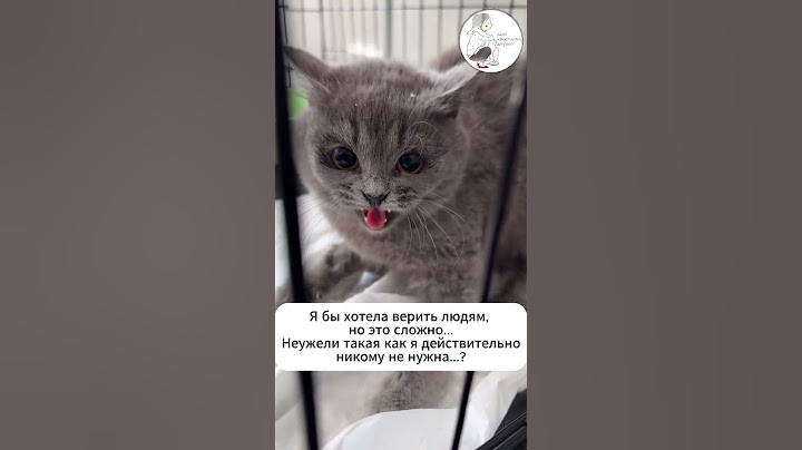 Я не хотела быть злой...  #помощь  #помощьбездомным  #подпишись  #спасибозаподдержку