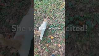 Feeding a VERY Grateful Stray Cat! @Goldskull_Mystic
