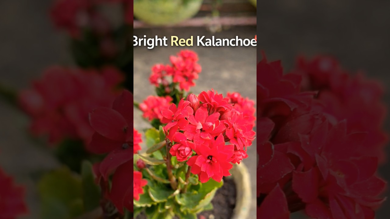 Bright Red Kalanchoe Flower 🌺 | Morning Garden Beauty | Home Garden Vibes
