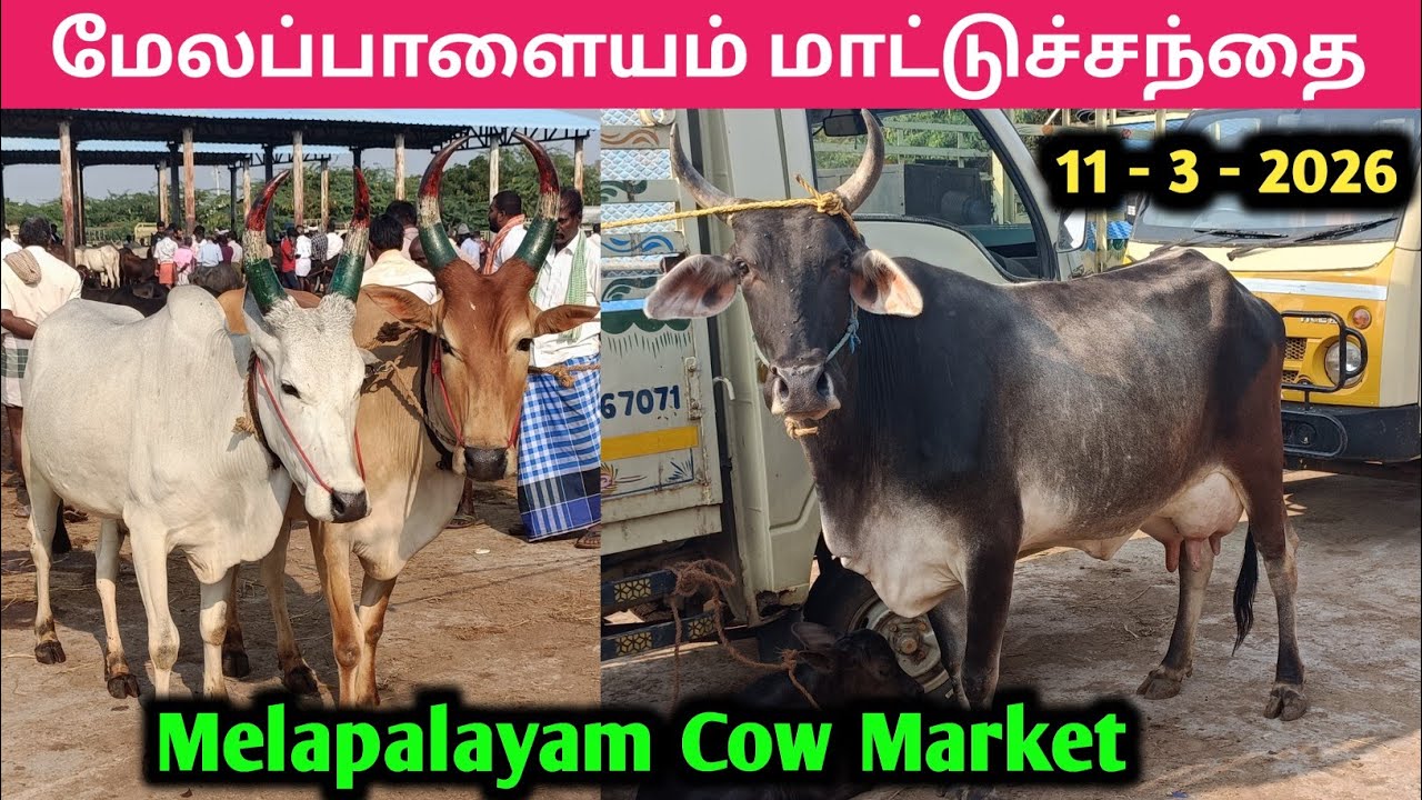 மேலப்பாளையம் மாட்டுச்சந்தை | Melapalayam Cow Market |  Cow Market | kalnadaitholan | நாட்டு மாடு