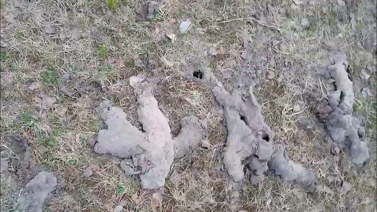 Норы в земле - YouTube
