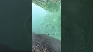 Beautiful water! #awesome #fishing #fun #troutfishing #viralvideo #trout #water #outdoors