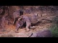 Mom elephant and her baby wallowing in the sun-dried mud. Moments of pure bliss! (Gabon)