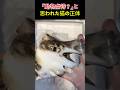 「動物虐待？」と 思われた猫の正体