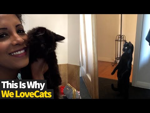 This Is Why I LOVE Cats #4 | Funniest Cat Videos 2021