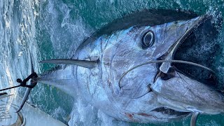 1,000LB TUNAS 100 YARDS from LAND: Morehead, NC - The Land of the Giants