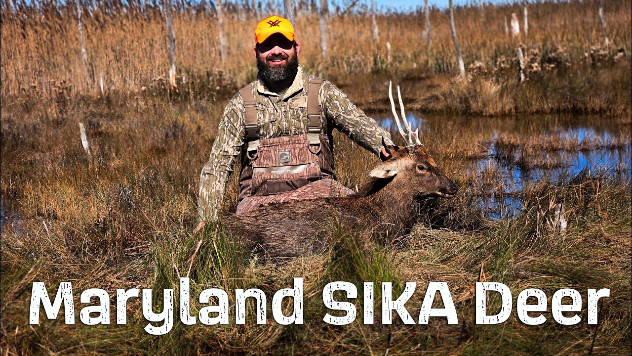 MARYLAND SIKA DEER HUNTING - PUBLIC LAND MUZZLELOADER HUNT