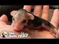 Tiniest Pink Baby Opossum Grows up to Be Adorably Ferocious | The Dodo Little But Fierce