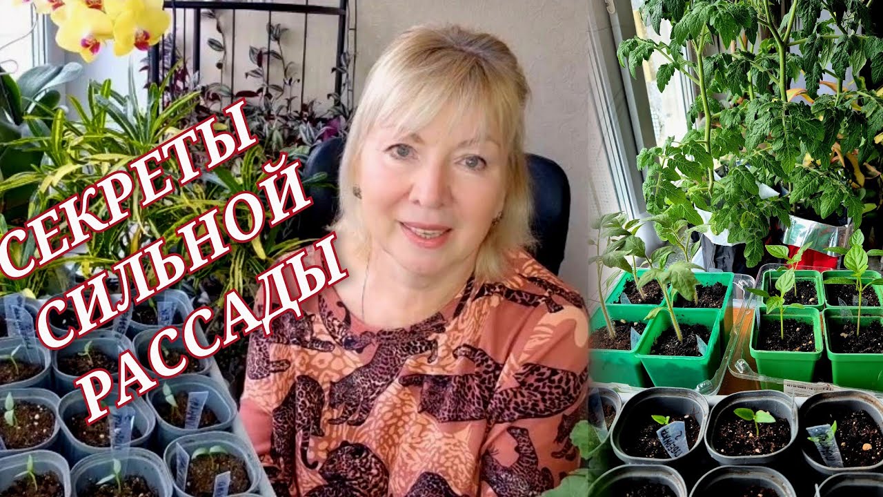 Всегда КРЕПКАЯ РАССАДА Делюсь опытом Выбор грунта. Лучшие сорта перца ПЕЛАРГОНИЯ